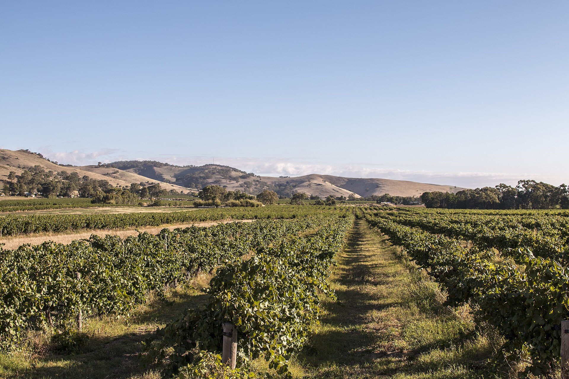 Weinberge im Barossa Valley, Australien